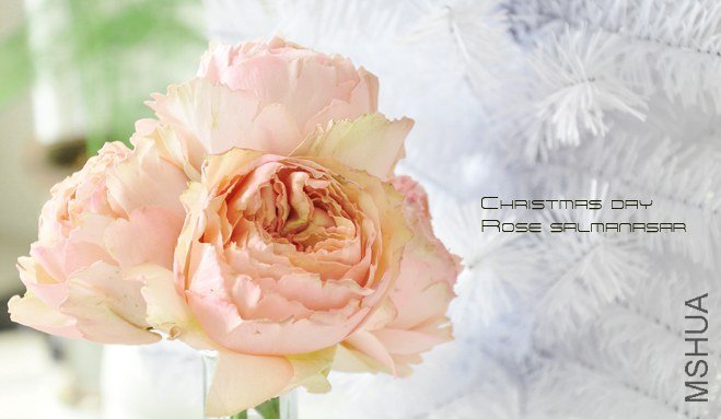 rose Salmanasar1.jpg