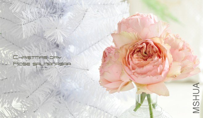 rose Salmanasar2.jpg