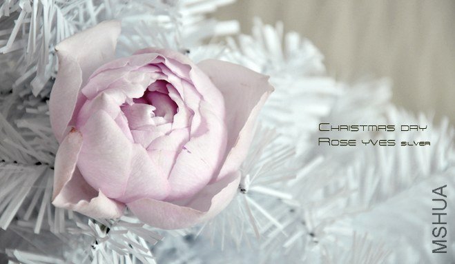 rose yves silver.jpg