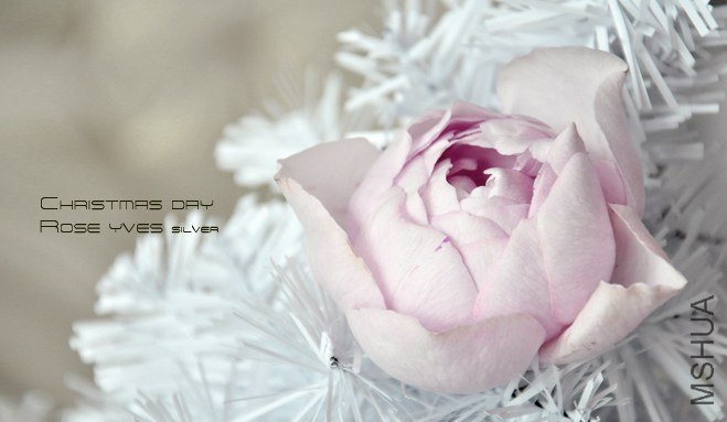 rose yves silver1.jpg