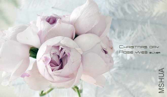 rose yves silver2.jpg