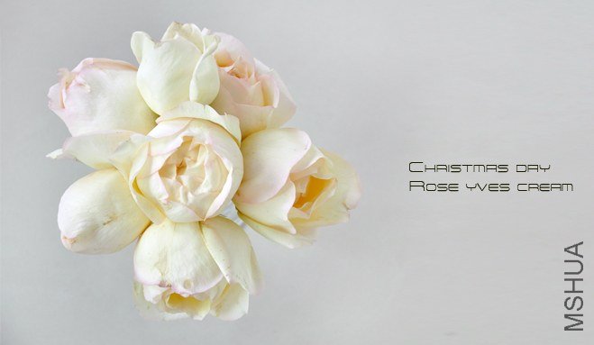 rose yves cream1.jpg