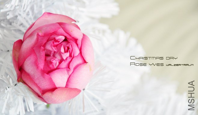 rose yves Walzertraum.jpg