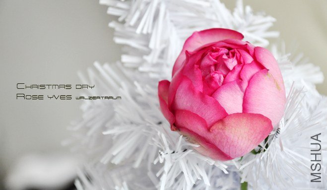 rose yves Walzertraum1.jpg