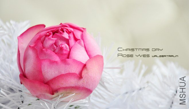 rose yves Walzertraum2.jpg