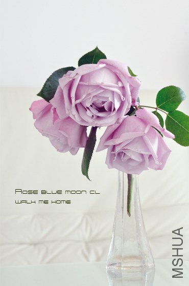 ROSE blue moon cl2.jpg