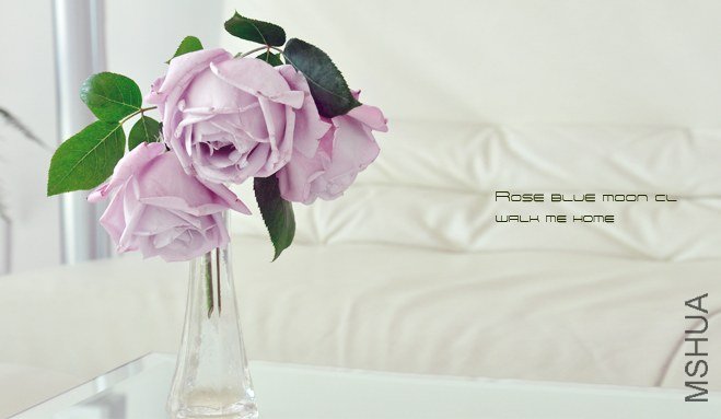 ROSE blue moon cl1.jpg