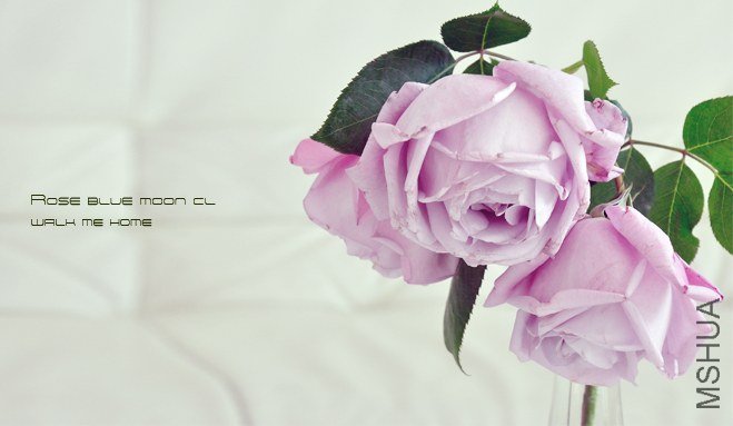 ROSE blue moon cl.jpg