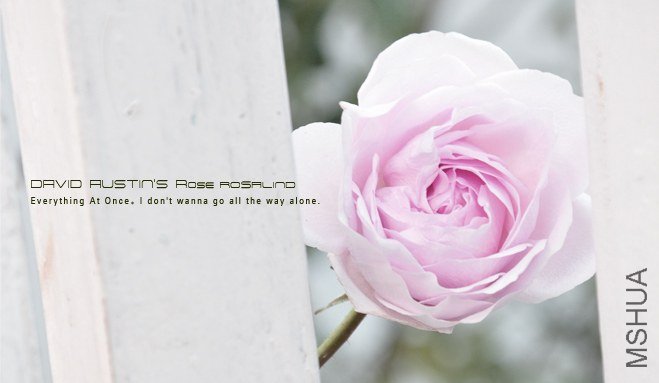 David Austin\'s ROSE Rosalind2.jpg