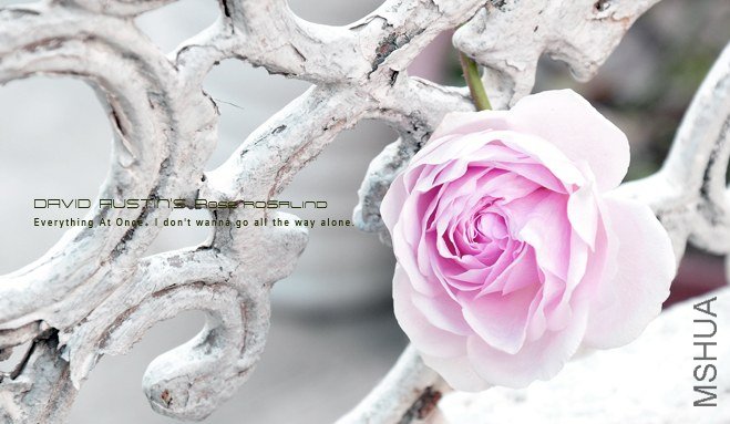 David Austin\'s ROSE Rosalind1.jpg