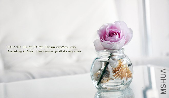 David Austin\'s ROSE Rosalind.jpg