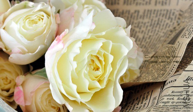 ROSE Hippy Fizz1.jpg