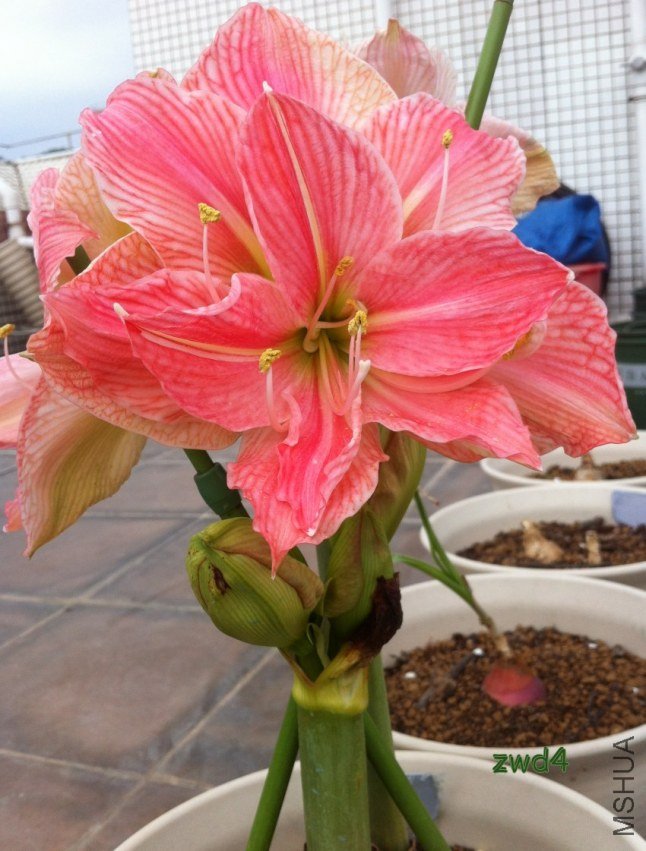 ����Ů��