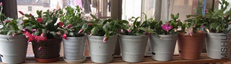 RIMG0263����2.jpg