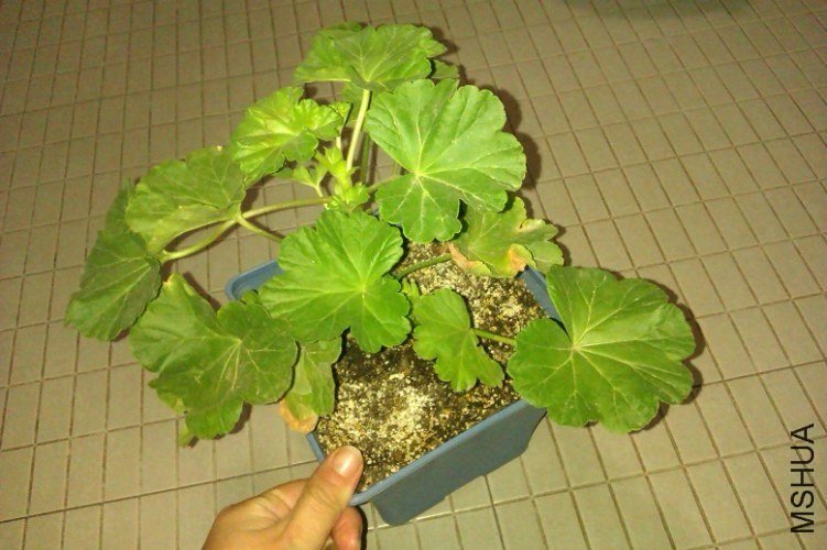 IMAG0613.jpg