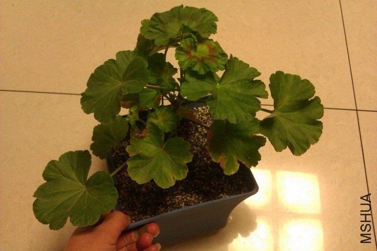 IMAG0700.jpg