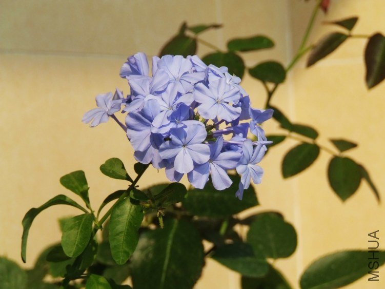 175053kpumn1zbphmmkimz.jpg