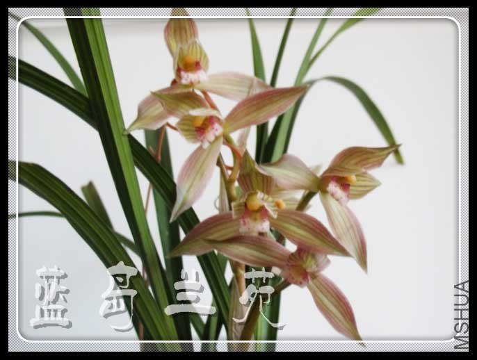 ���� ���2.jpg