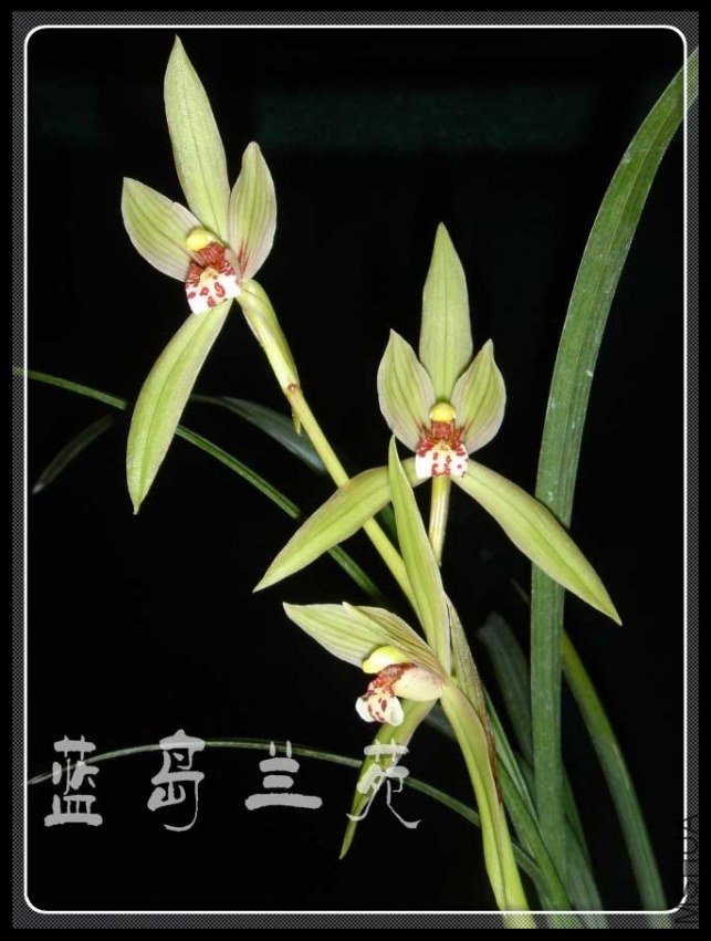 ���� ��˿è.jpg