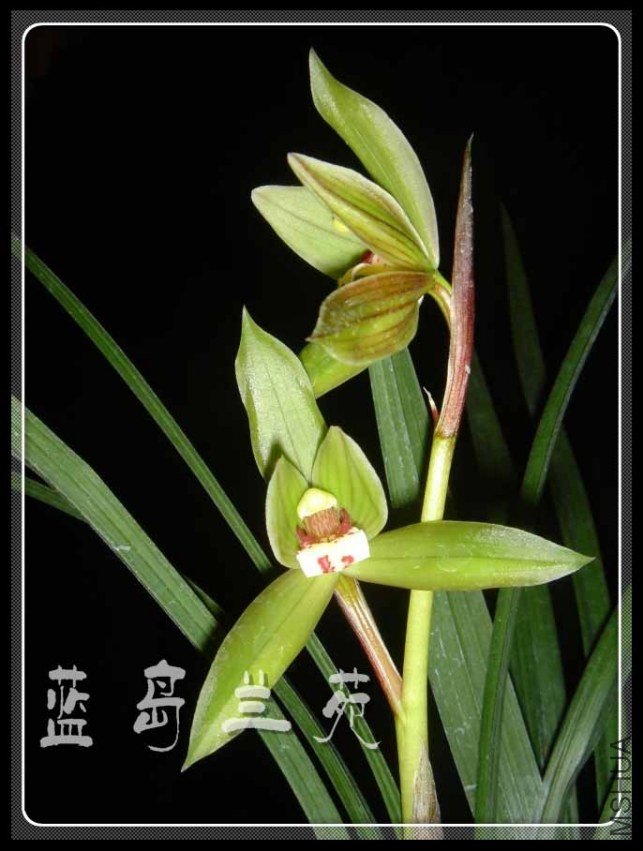 ���� �໨��.jpg