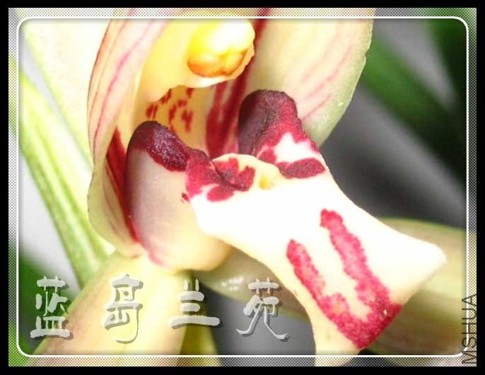 ���� ѩ��.jpg