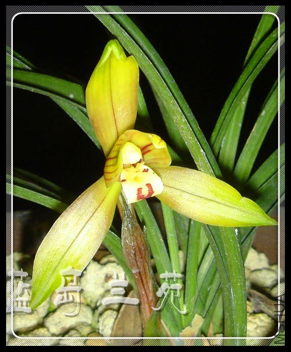 ���� ӥ������.jpg