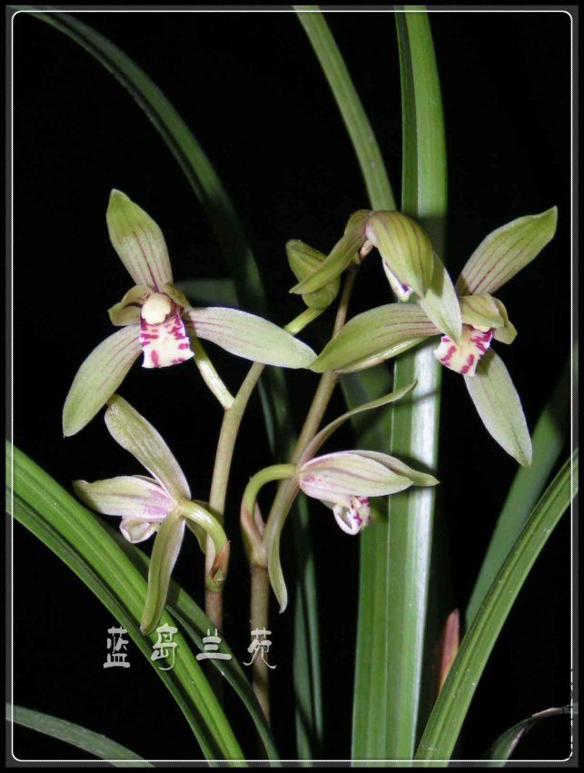 ���� �������.jpg