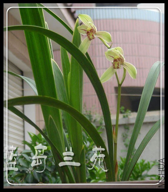 ���� ȸ��ɰ�.jpg