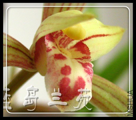 ���� �㻨�ļ�1.jpg