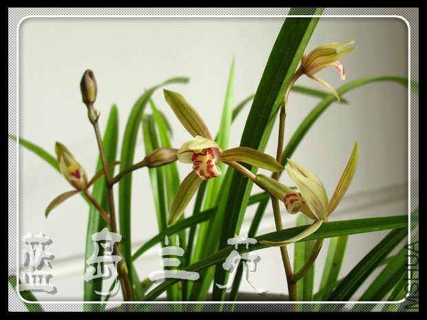 ���� �㻨�ļ�.jpg