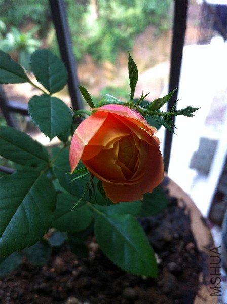 IMG_0844_meitu_1.jpg