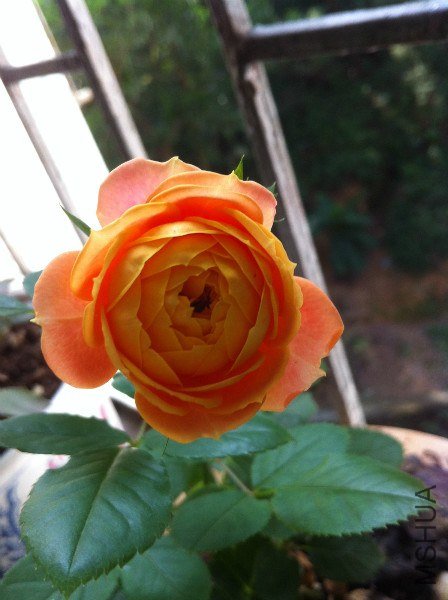 IMG_0859_meitu_14.jpg