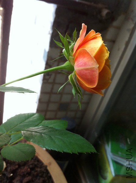 IMG_0861_meitu_16.jpg