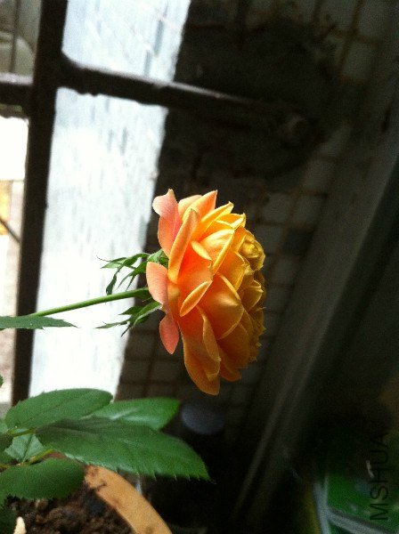 IMG_0884_meitu_20.jpg