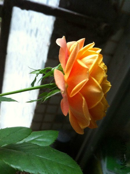 IMG_0885_meitu_21.jpg