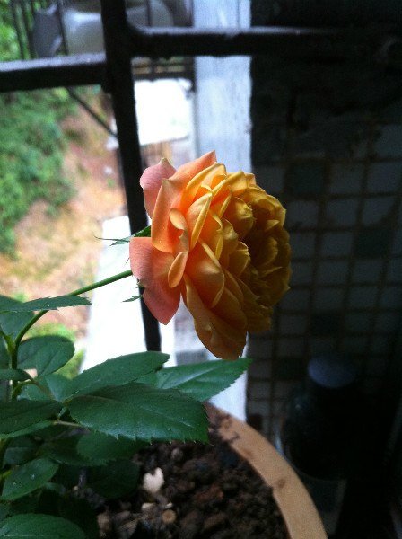 IMG_0886_meitu_22.jpg
