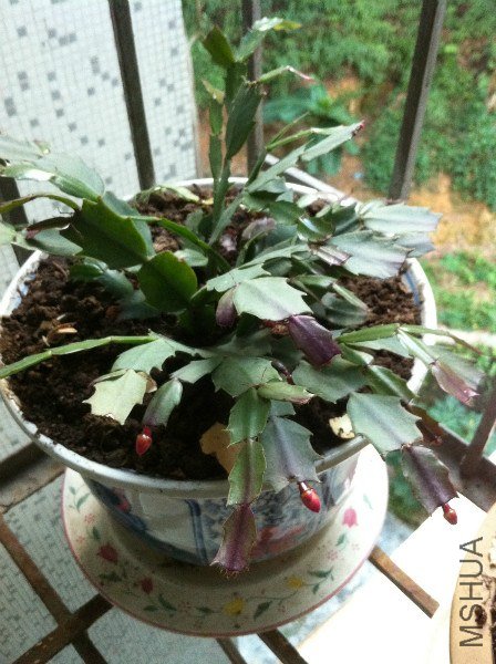 IMG_0856_meitu_12.jpg