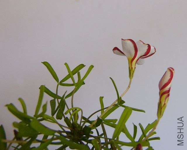 P1160236.JPG