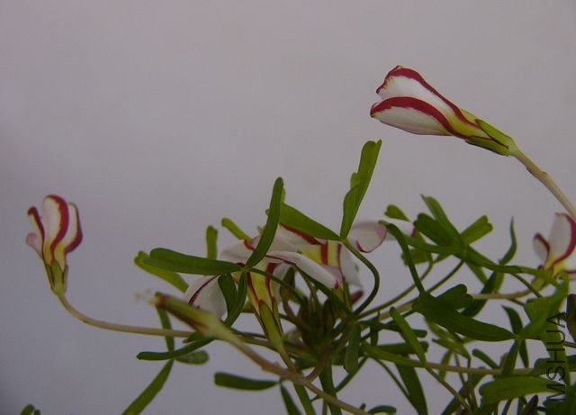 P1160340.JPG