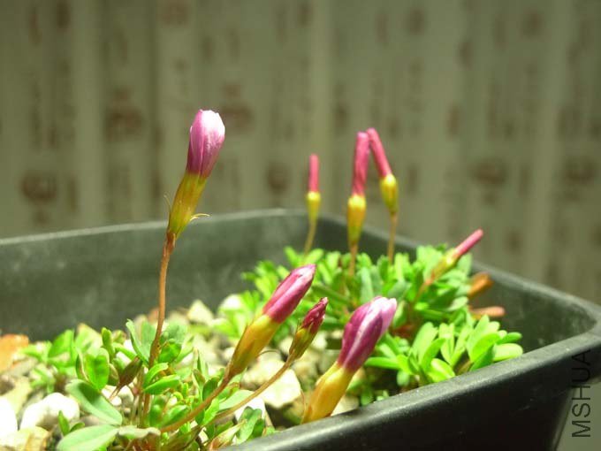 P1070548.jpg