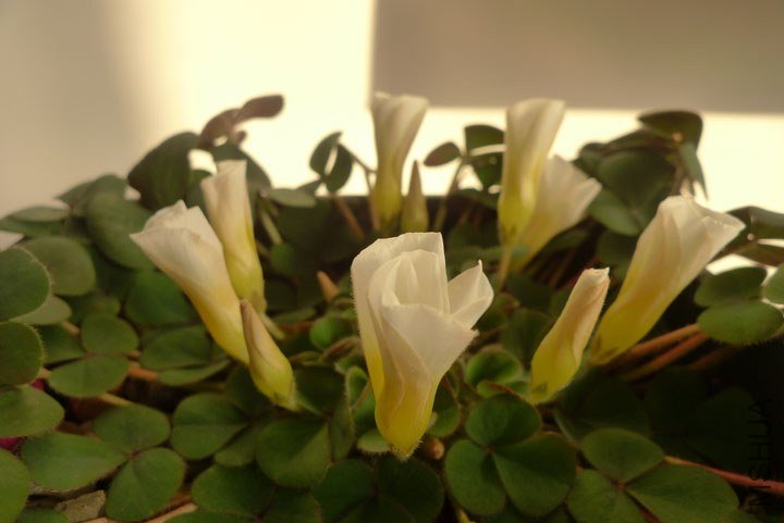 P1070476.jpg