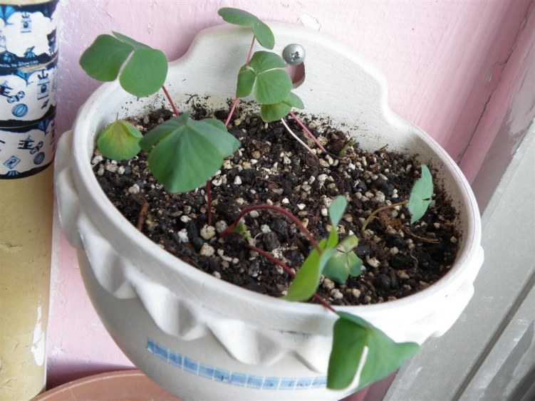 (Purpurea Lavender).JPG