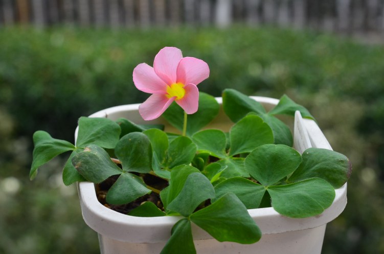 Oxalis purpurea pale pink 20121103 001.JPG