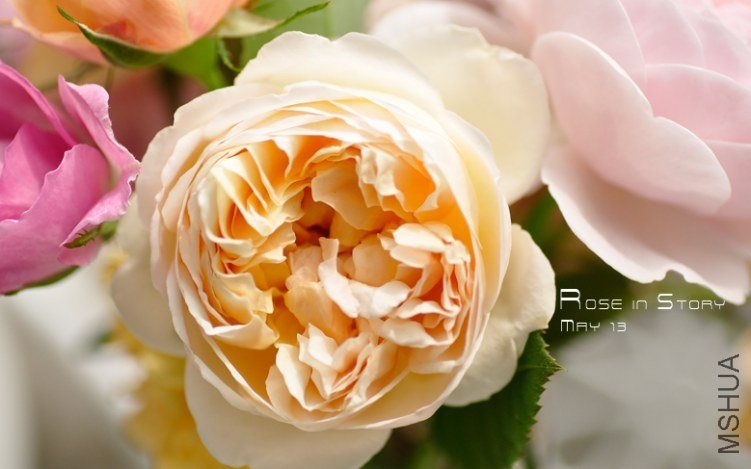 Rose in Story2_jpg_thumb.jpg