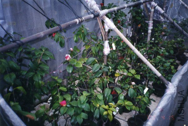 Mr. Huang\\'s Camellia seedlings.jpg
