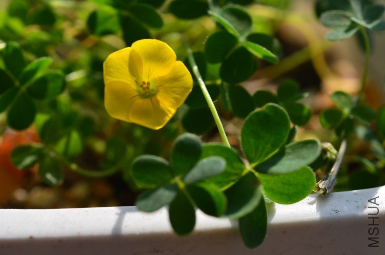 Oxalis lobata�ƻ�����20121127 002.JPG