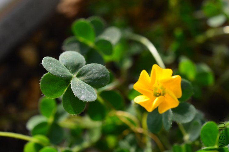 Oxalis lobata�ƻ�����20121208 002.JPG