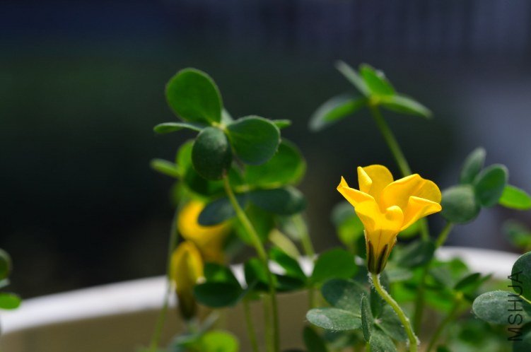 Oxalis lobata�ƻ�����20121208 004.JPG