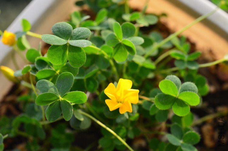 Oxalis lobata�ƻ�����20121208 007.JPG