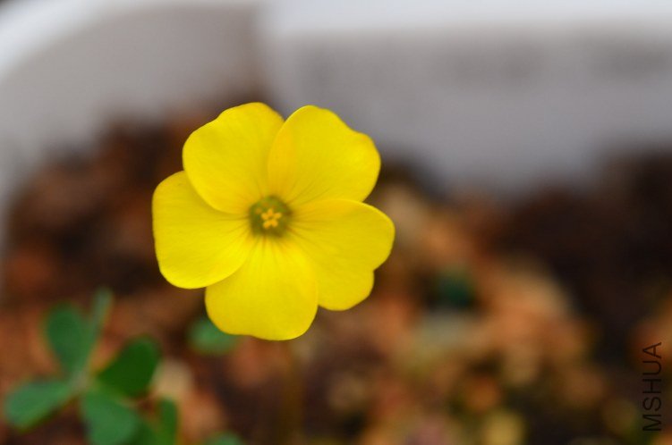 Oxalis lobata mini��Ҷ�ƻ�����20121103 002.JPG